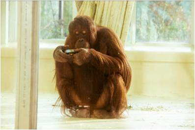 sam orangutan