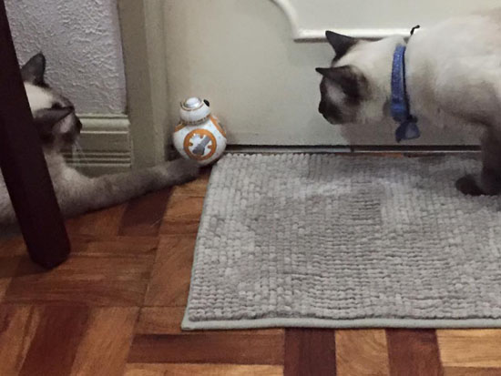 BB8 droid and cats