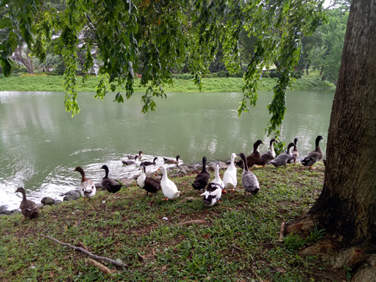 ducks taken with oppo f1s